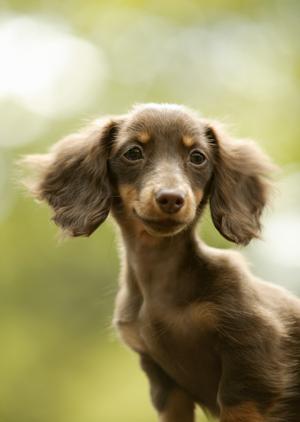 高品質なノンシリコンの犬用シャンプー