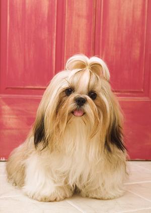 犬を守るペット保険をお探しですか？