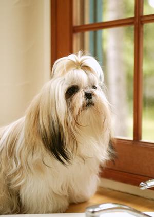 池袋で人気を集める猫カフェについて