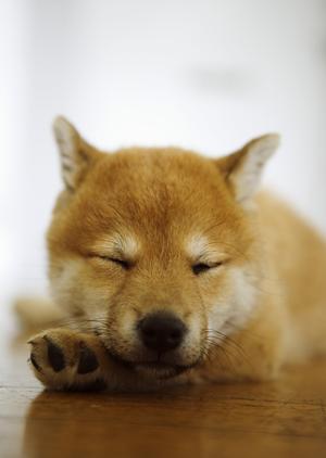 動物病院を夜間に受診したい時は横須賀へ