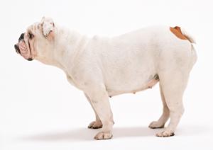 動物病院に健康を守るサポートを依頼