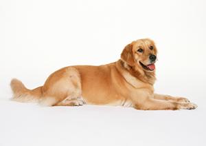 シロアリ駆除の専門店アサンテ：即日対応と土日祝日も安心のサービス提供