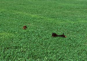 自然に優しいデザインと安心の診療環境を実現した緑の森どうぶつ病院 豊岡病院