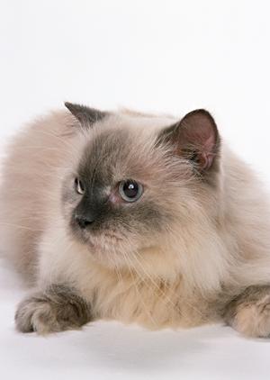 犬の知育玩具を取り扱う専門会社