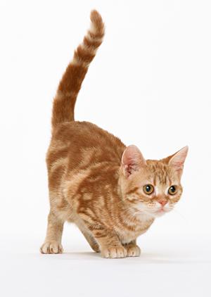 ブリーダーで安心価格のウエスティー購入