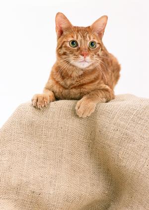 アサンテのシロアリ駆除サービス｜即日対応・土日祝も対応可能な信頼の施工実績