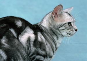 キャットフードの通販のおすすめサイト