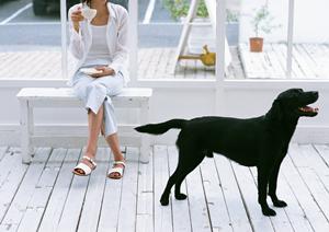 「愛犬の健康を守る！獣医師推奨の療法食ガイド完全マニュアル」