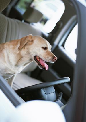 チワワのために無添加ドッグフード